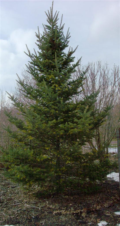 Balsam Fir