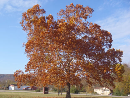 Sycamore American