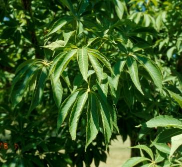 Prairie Torch Buckeye