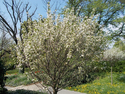 Plum Ameerika