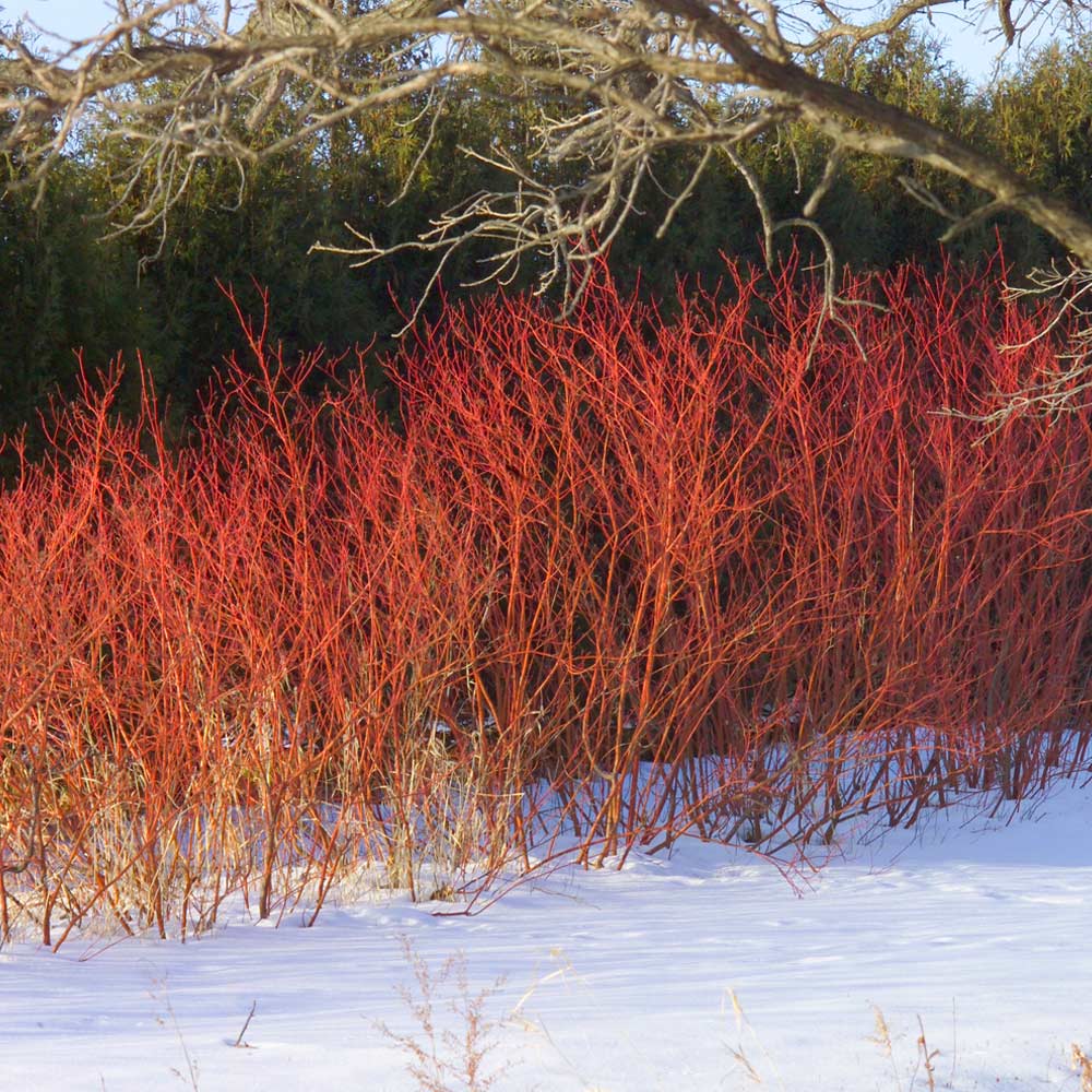 Red-Twig Dogwood (3 shrubs)