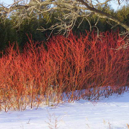Red-Twig Dogwood (3 shrubs)