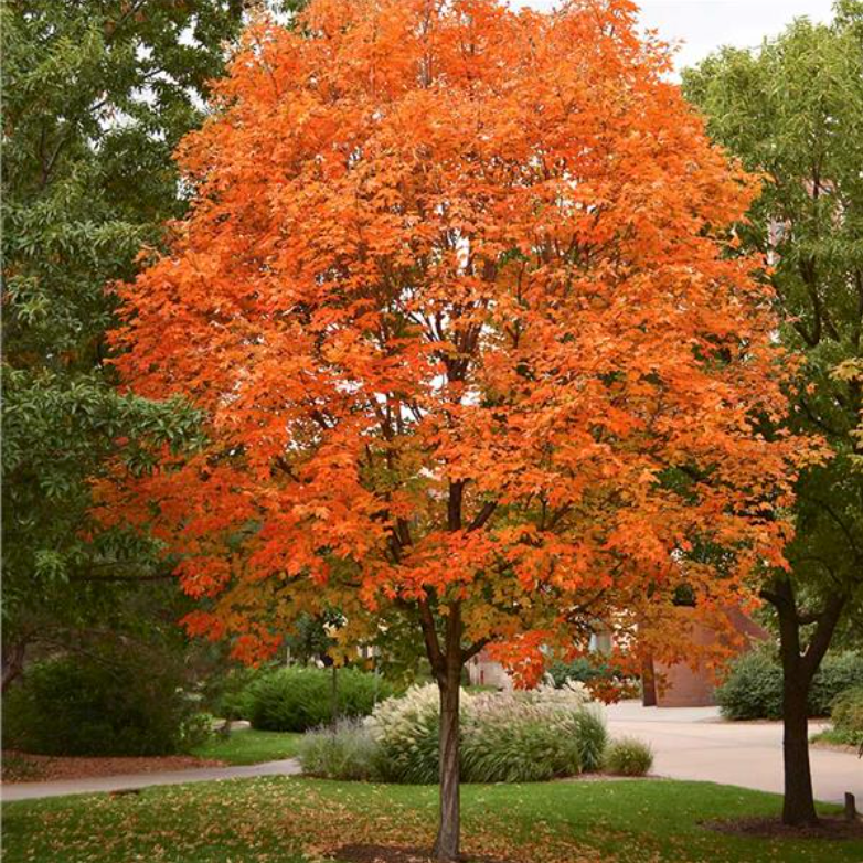 Sonkor Maple