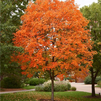 Sonkor Maple