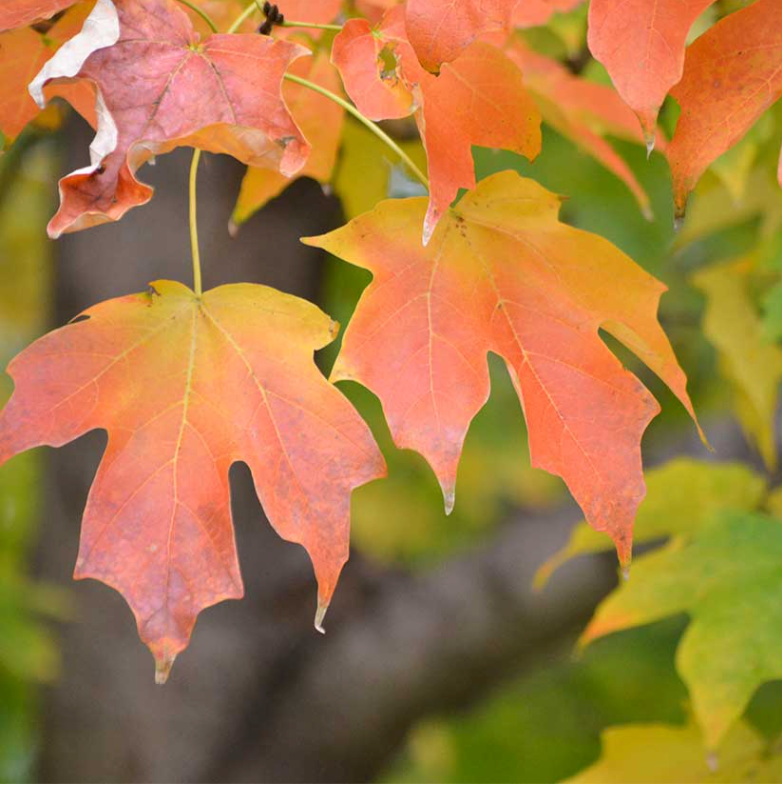 Sonkor Maple