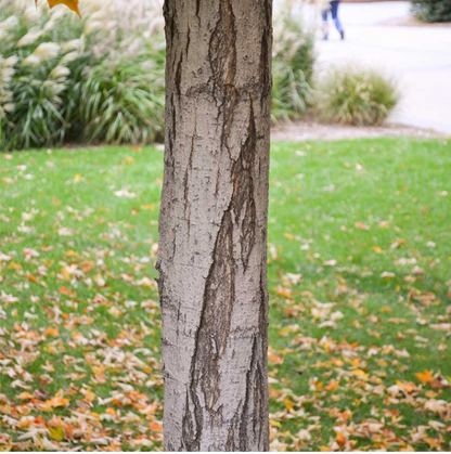 Sonkor Maple