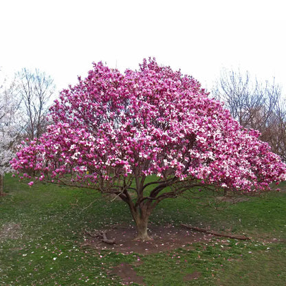 Ann Magnolia