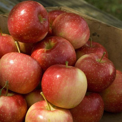 KinderKrisp Apple
