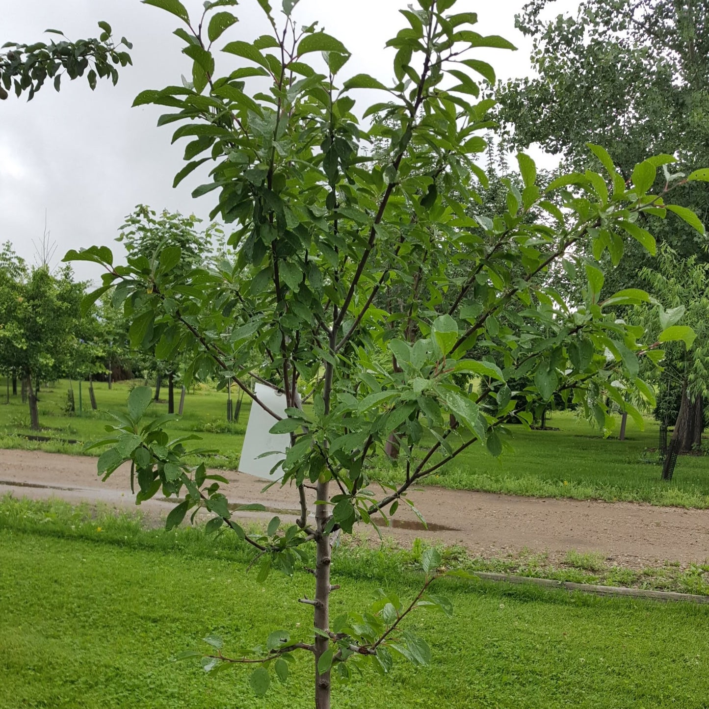 Mt. Royal Plum