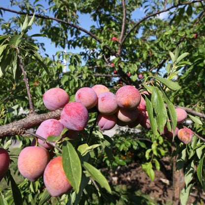 Plum sare