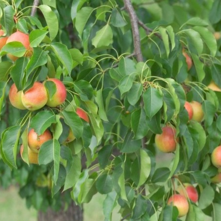 Pear Jewel casiir leh