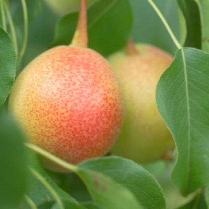 Pear Jewel casiir leh