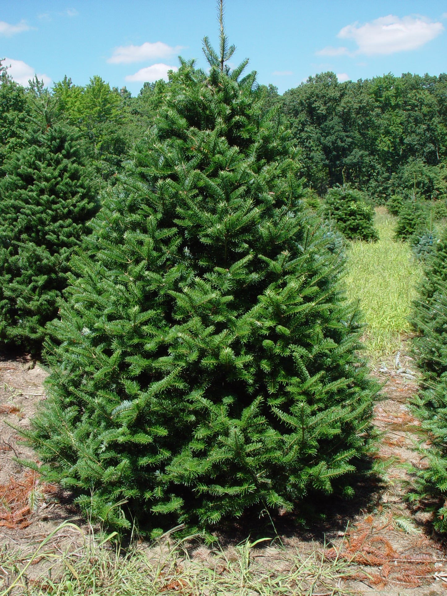 Balsam Fir