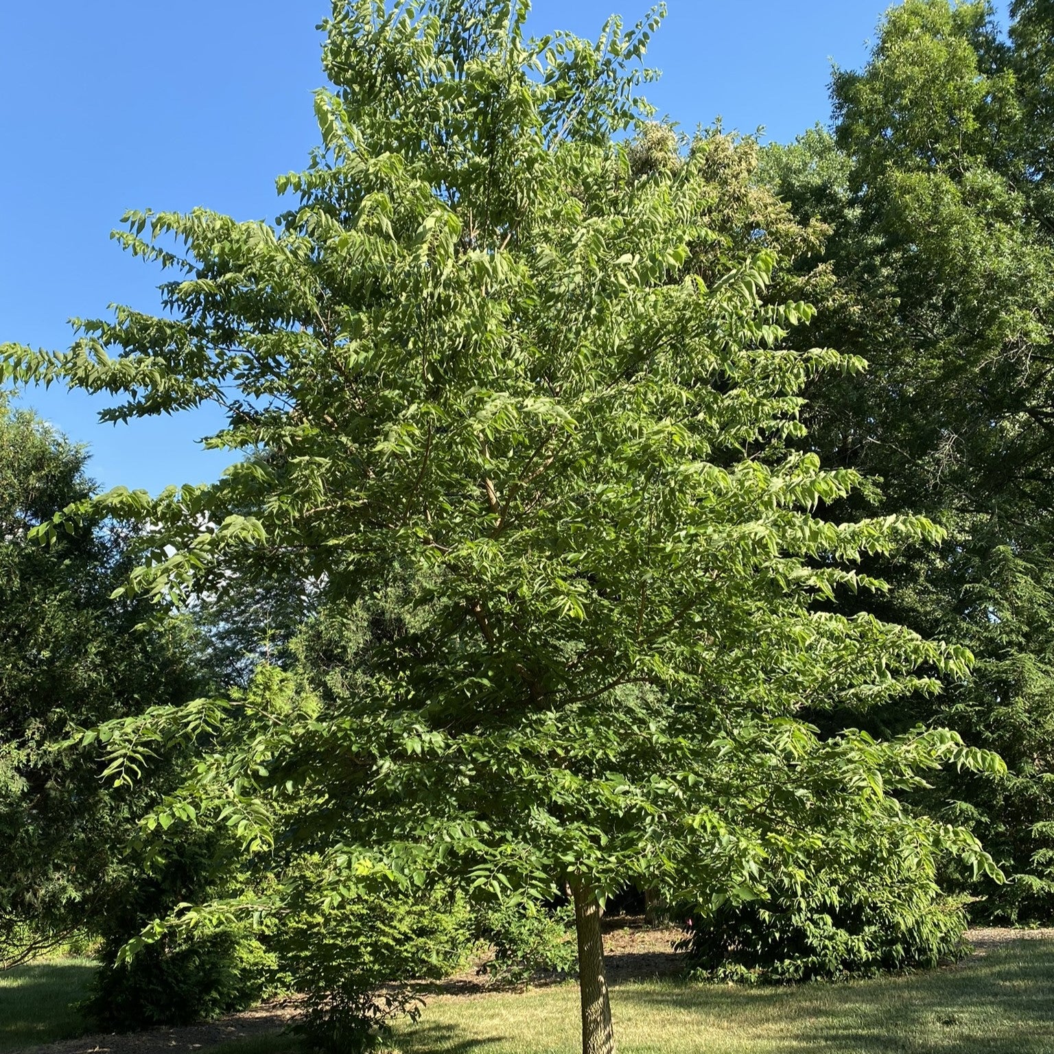 Hackberry – Tree Trust Tree Sales