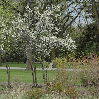 Toka Plum