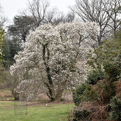 Merrill Magnolia