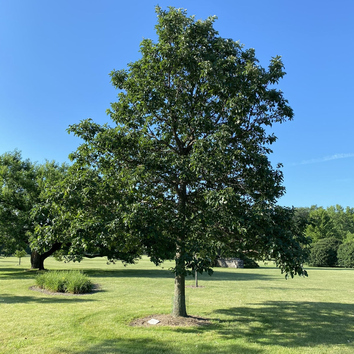 Swamp Tree Color Swamp White Oak – Tree Trust Tree Sales