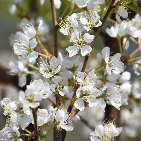 Toka Plum