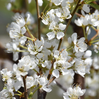 Toka Plum
