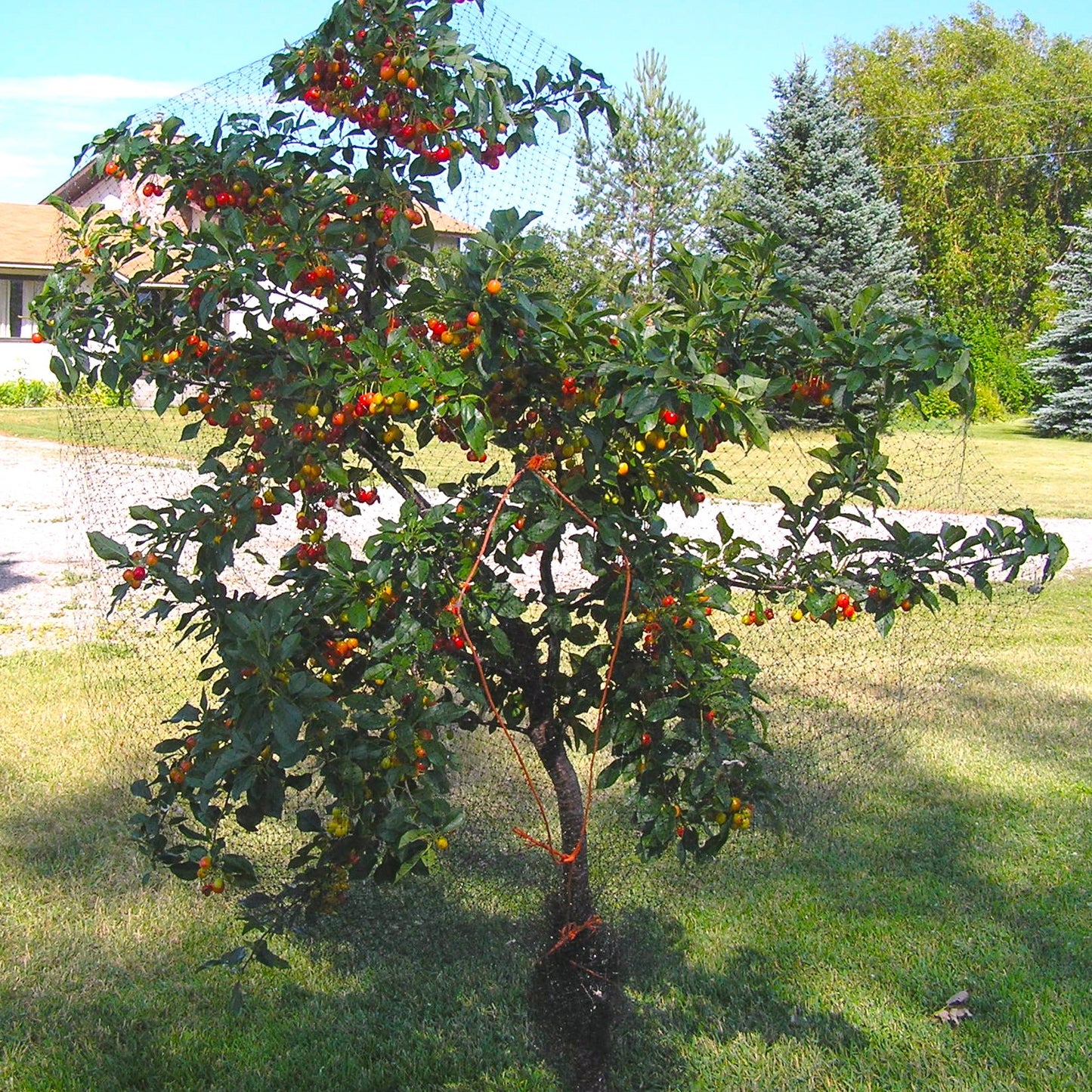 Evans Bali Cherry