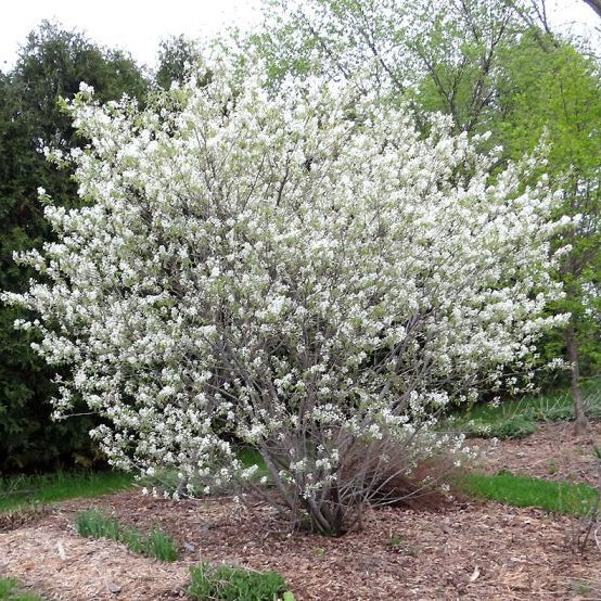 Regent Serviceberry