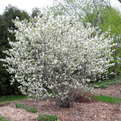 Regent Serviceberry