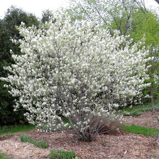 Regente Serviceberry