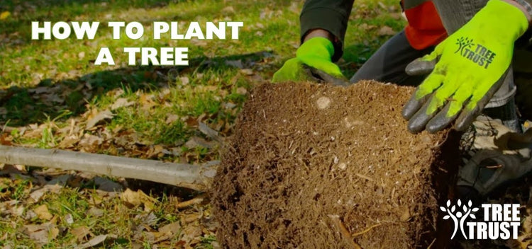 Tree Trust Tree Sales