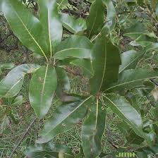 Shingle Oak