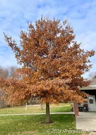 Shingle Oak