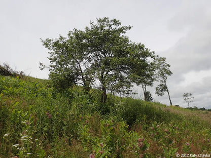 Prairie Crabapple