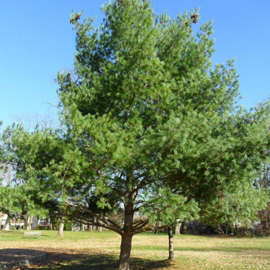 Pino blanco del este