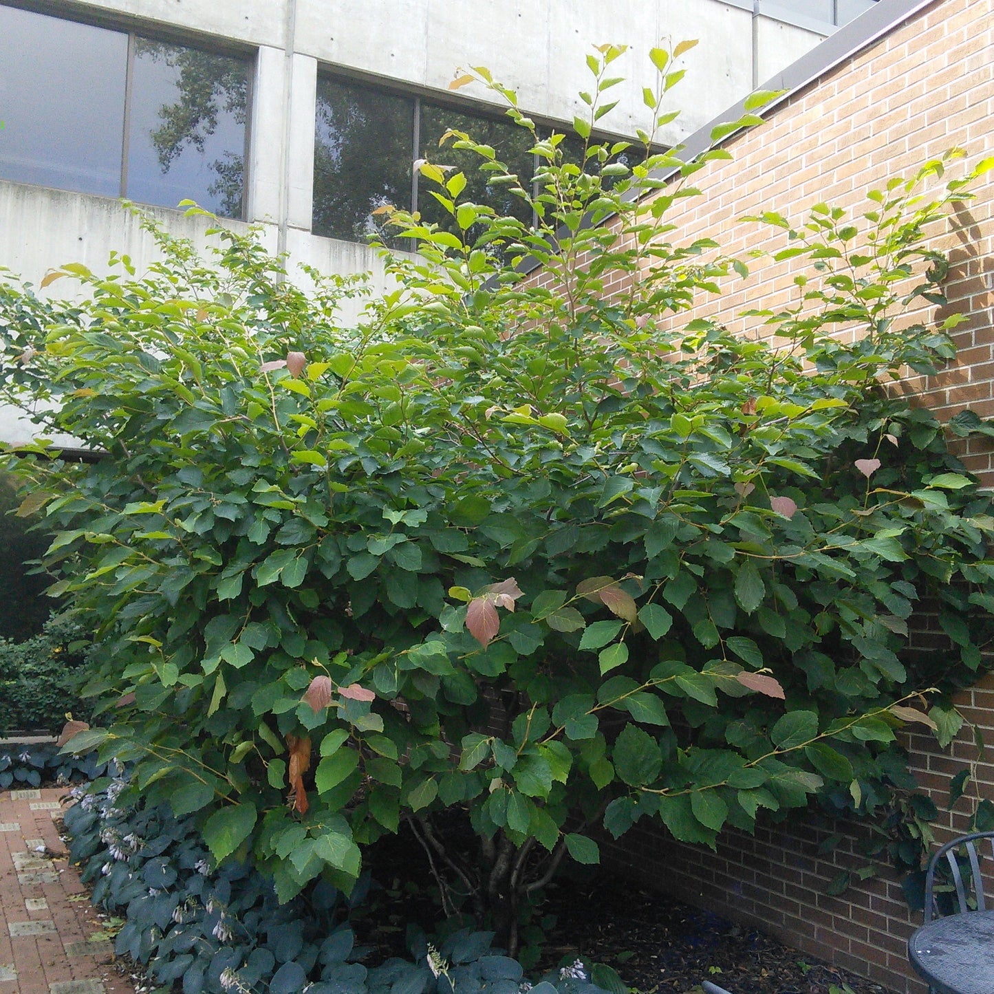 Amelanchier Autumn Brilliance (de un solo tallo)