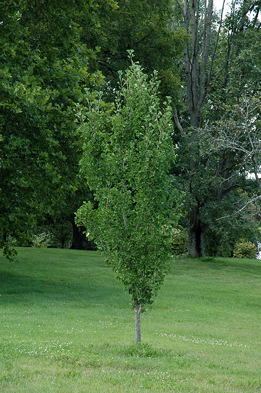 Ginkgo dorado presidencial