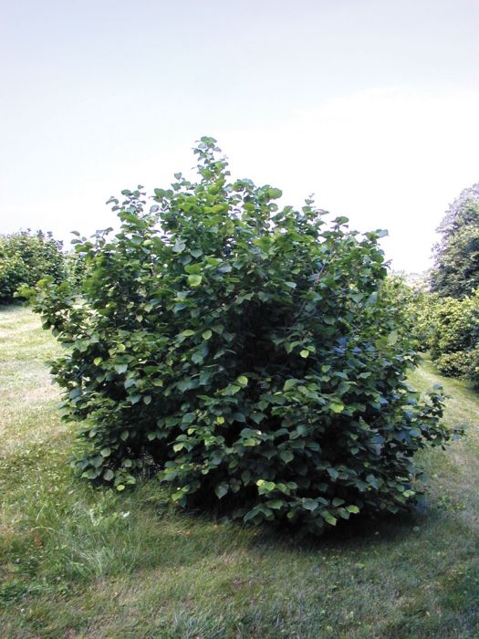 American Hazelnut (3 shrubs)