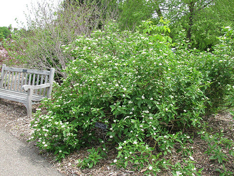Red-Twig Dogwood (3 shrubs)