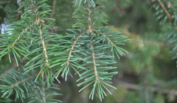 Riverside Serbian Spruce