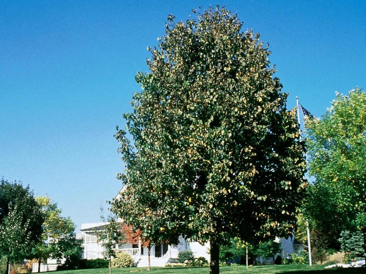 Frontyard Linden