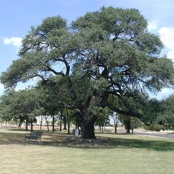 Heritage Oak