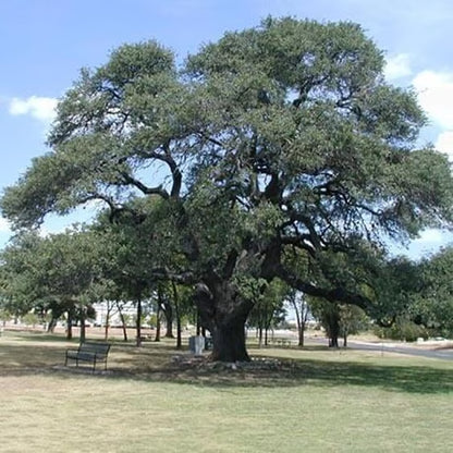 Heritage Oak