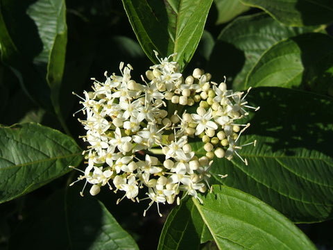 Red-Twig Dogwood (3 shrubs)