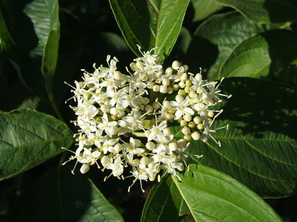 Red-Twig Dogwood (3 shrubs)