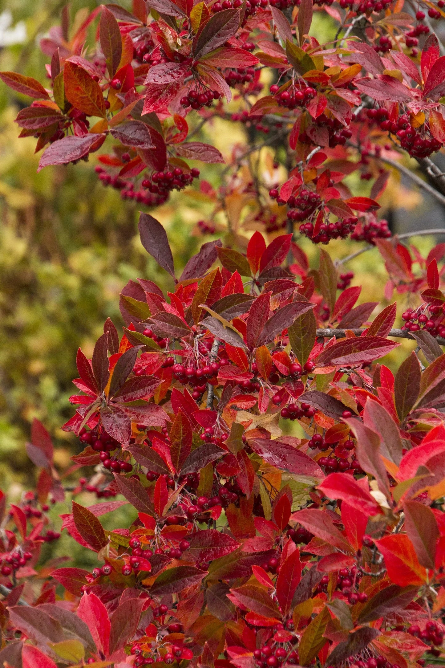 Brilliant Red Chokeberry (3 shrubs)