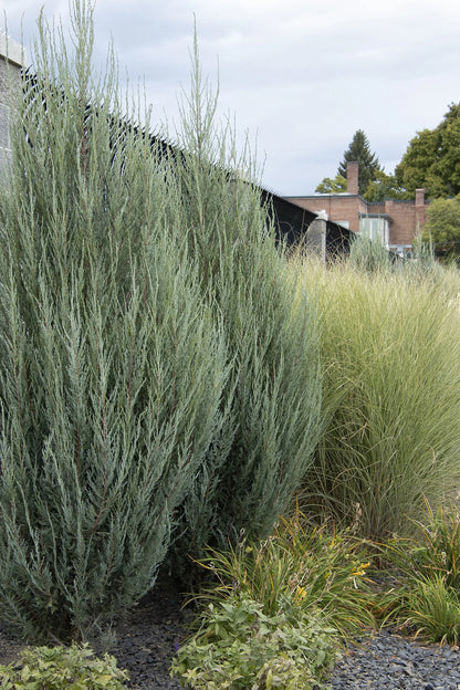 Star Power Juniper