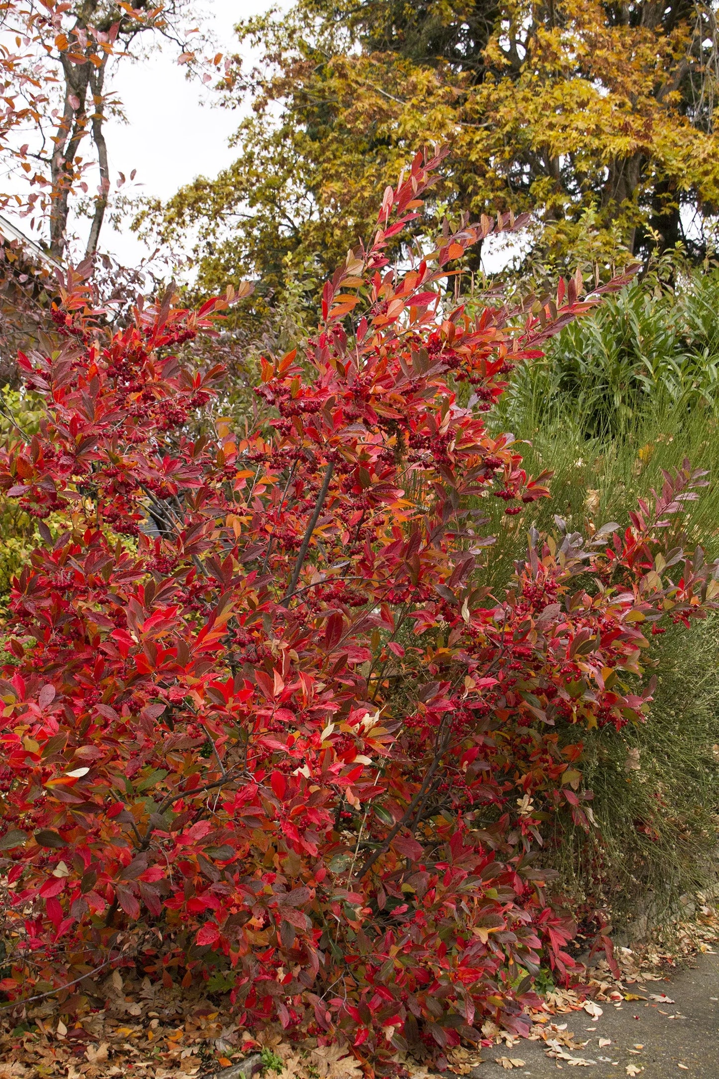 Brilliant Red Chokeberry (3 shrubs)