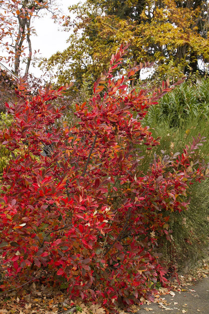 Brilliant Red Chokeberry (3 shrubs)