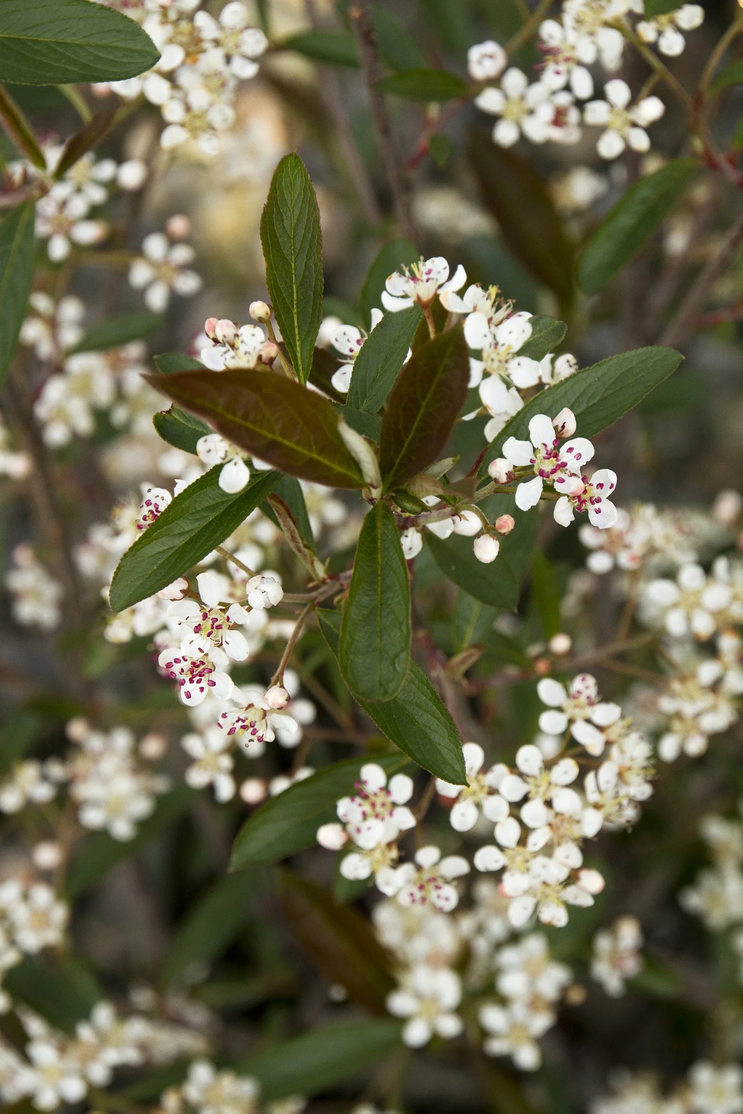 Brilliant Red Chokeberry (3 shrubs)