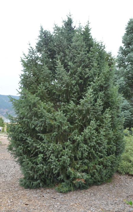 Riverside Serbian Spruce
