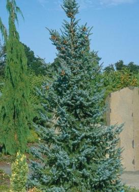 Riverside Serbian Spruce