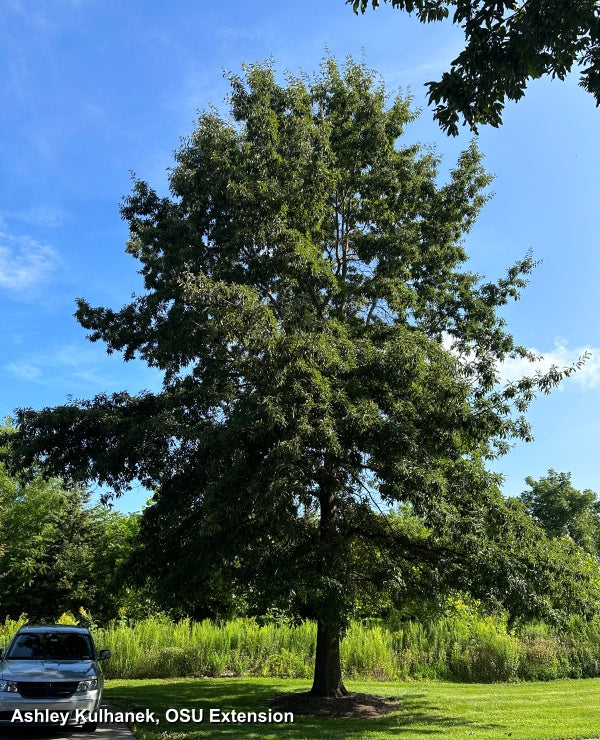Shingle Oak